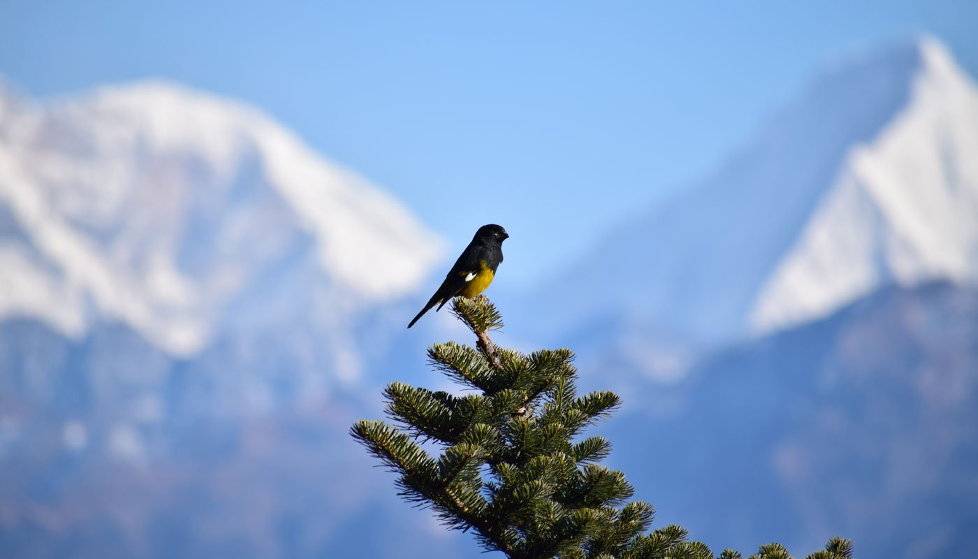 White-winged grosbeak - Bhutan