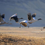 Black Necked Crane Information Centre
