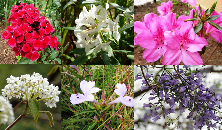 Botanical paradise in Bhutan