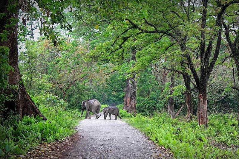 Bhutan wildlife exploration