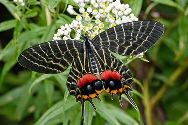 Butterfly wonderland